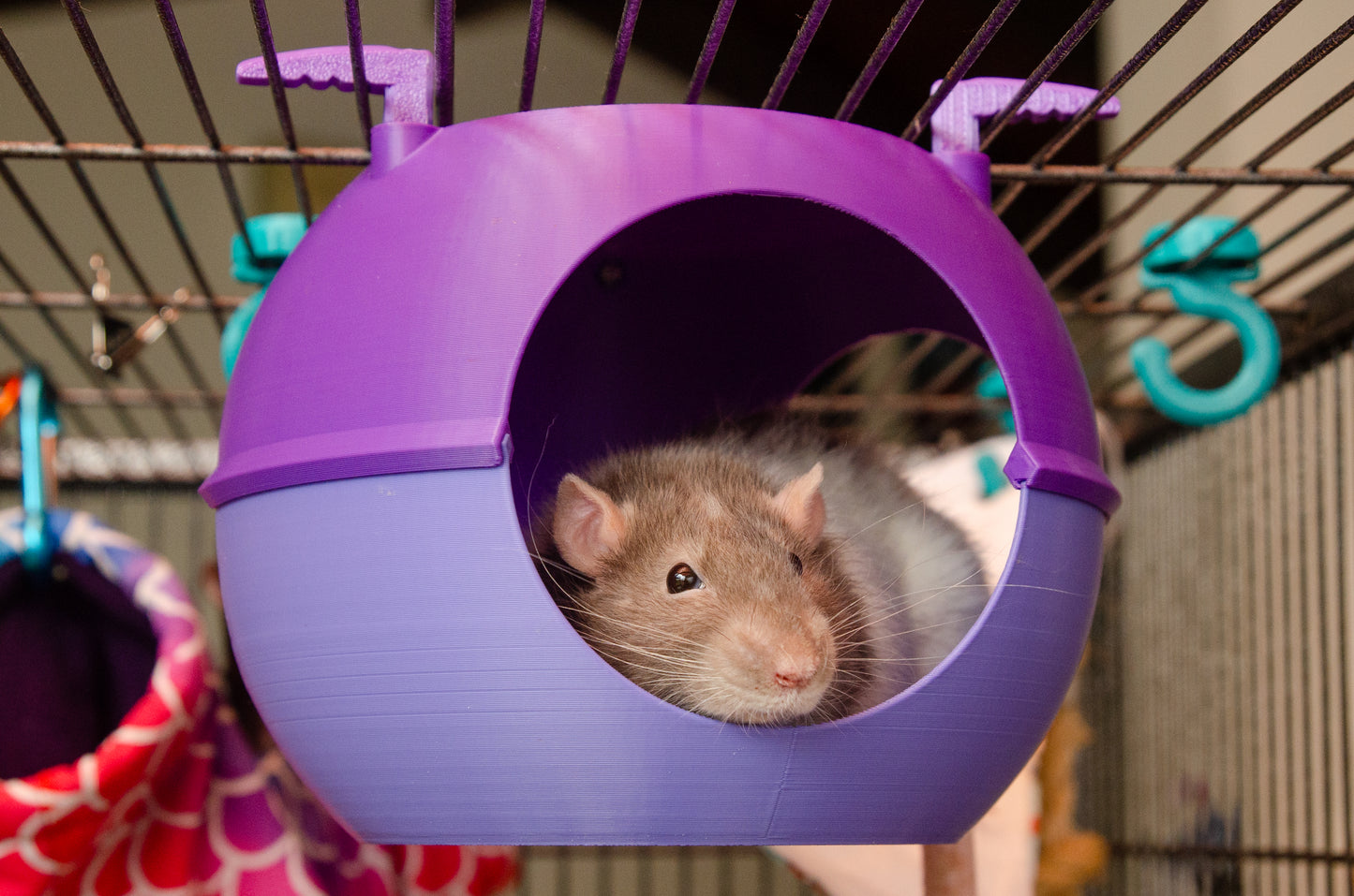 Rat Sputnik Space Pod