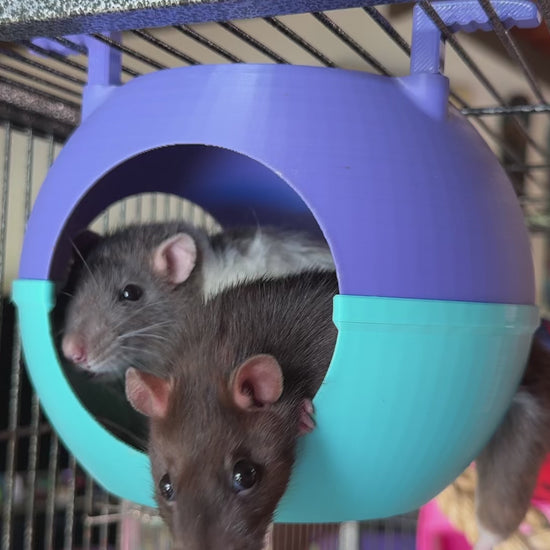 rat sputnik space pod, video