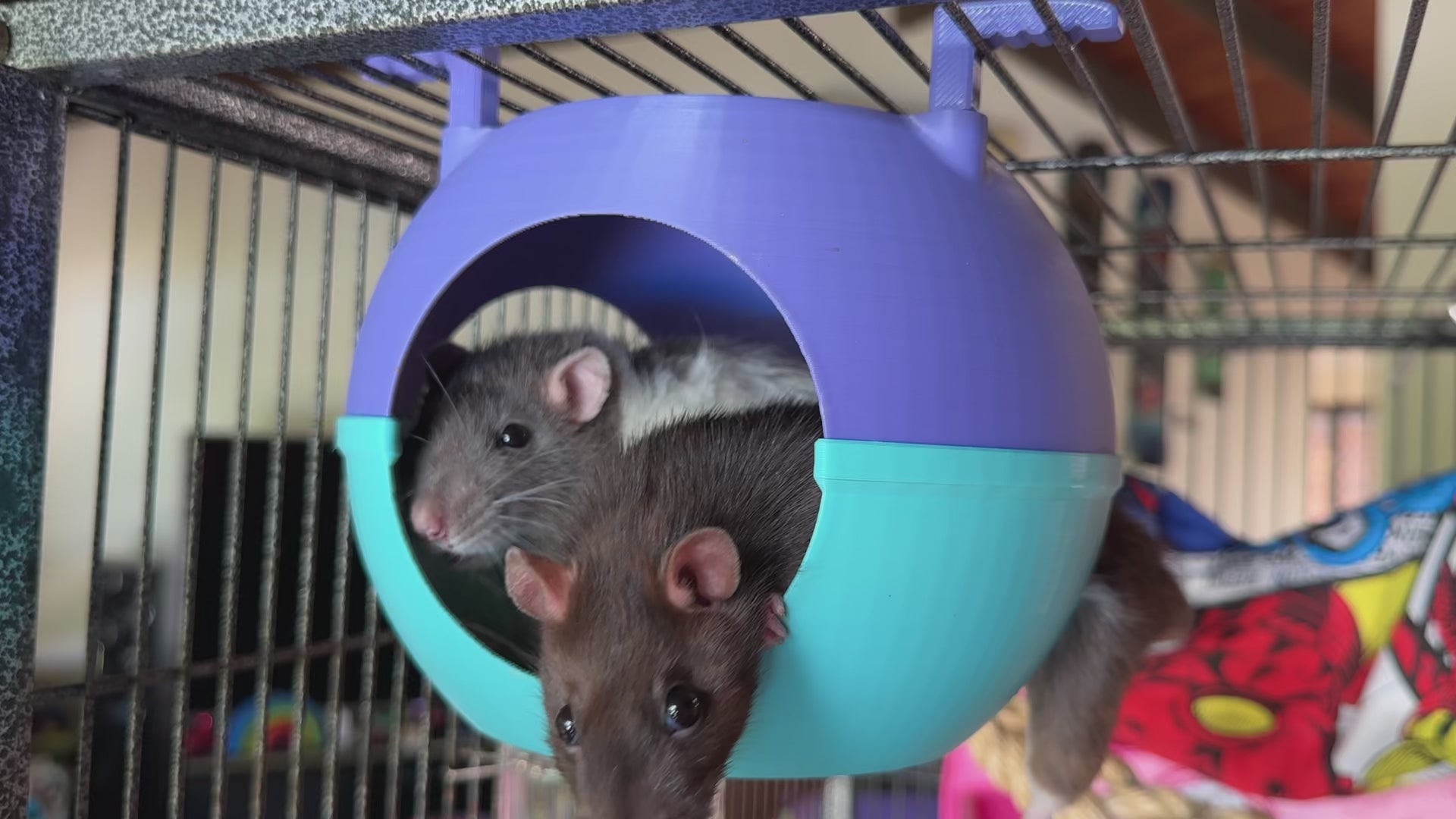 rat sputnik space pod, video